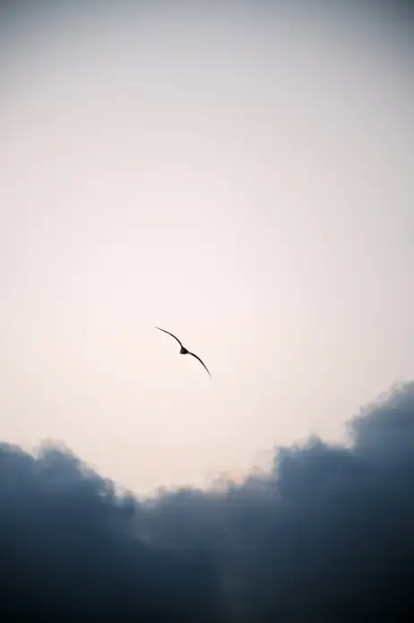 Screen Shot 2022-03-18 at 4.19.32 PM.png bird flying in the sky