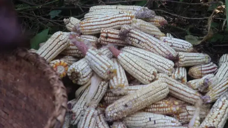 A stack of ears of corn