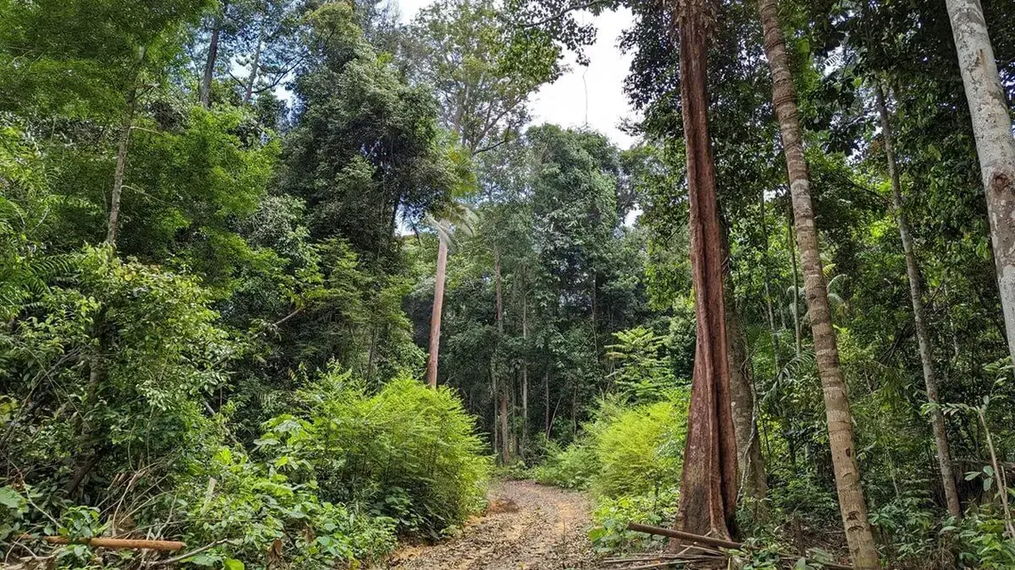 A rough dirt road cuts into a heavily forested area with several tree species.