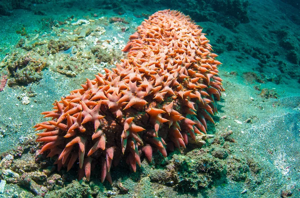 Bright red sea cucumber (Holothuroidea), Bali, Indonesia