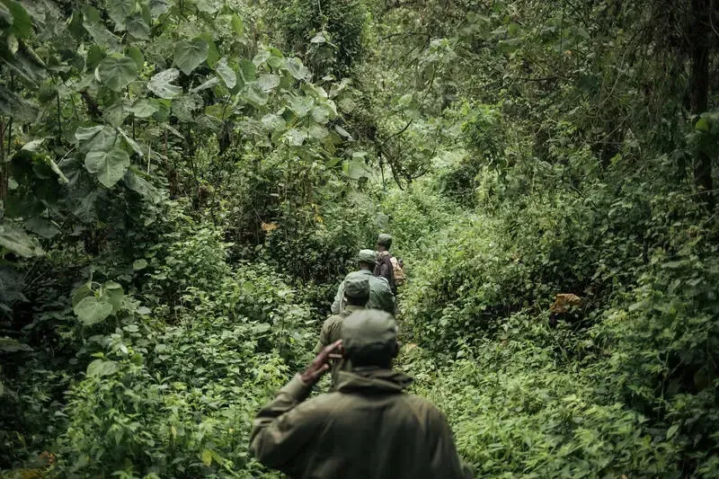 uniformed men walk in single file through heavy forest brush