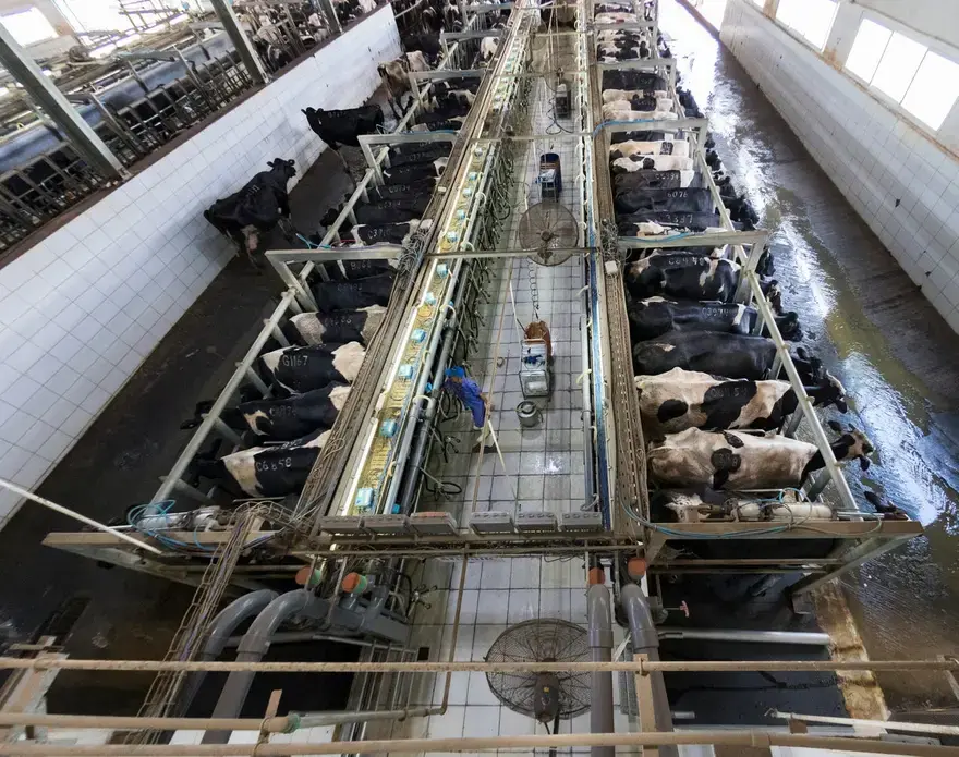 Conventionally raised cows are milked on one side of giant open barn at TH Milk's operations in Nghia Son, Vietnam. The cows are milked three times daily. An identical operation is mirrored on the other side of the barn. Image by Mark Hoffman. Vietnam, 2019. 