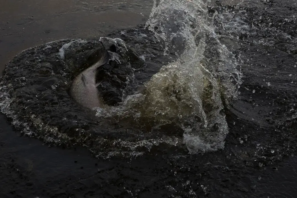 For now, the fish continues to extend its range by more than thirty kilometers each year. Elsewhere, in farther reaches of the Bolivian lowlands, poorly regulated fish farms have started raising the fish, creating a threat for all of the country's lowland rivers. All it will take is another major flood for the paiche to conquer even more of the country's precious aquatic habitats. Image by Felipe Luna. Bolivia, 2018.