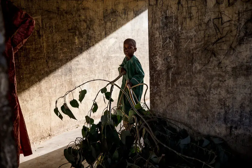 A boy carrying leaves to feed animals at an informal settlement for displaced people on the outskirts of Maiduguri, capital of Borno State in northern Nigeria. Image by Glenna Gordon. 2017. A boy carrying leaves to feed animals at an informal settlement for displaced people on the outskirts of Maiduguri, capital of Borno State in northern Nigeria. Image by Glenna Gordon. 2017.