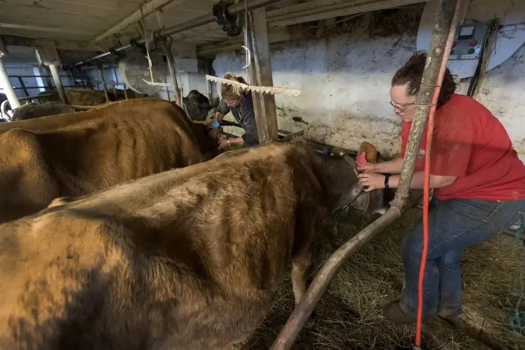 Brandi, right, and Emily Harris remove collars from their cows before they are loaded onto trailers. Image by Mark Hoffman. United States, 2019.