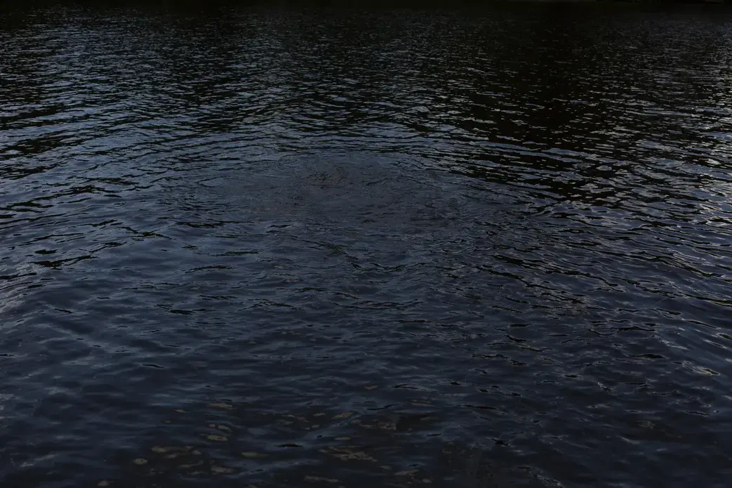 The paiche, which have to surface from the oxygen-poor water to breathe every fifteen to twenty minutes, reproduce with alarming efficiency, aggressively herding and guarding schools of their young. Tracking infant paiche across the Lago Mentiroso, they emerge with a shimmer every few minutes, followed by the tall, black arch of their father's back. Image by Felipe Luna. Bolivia, 2018.