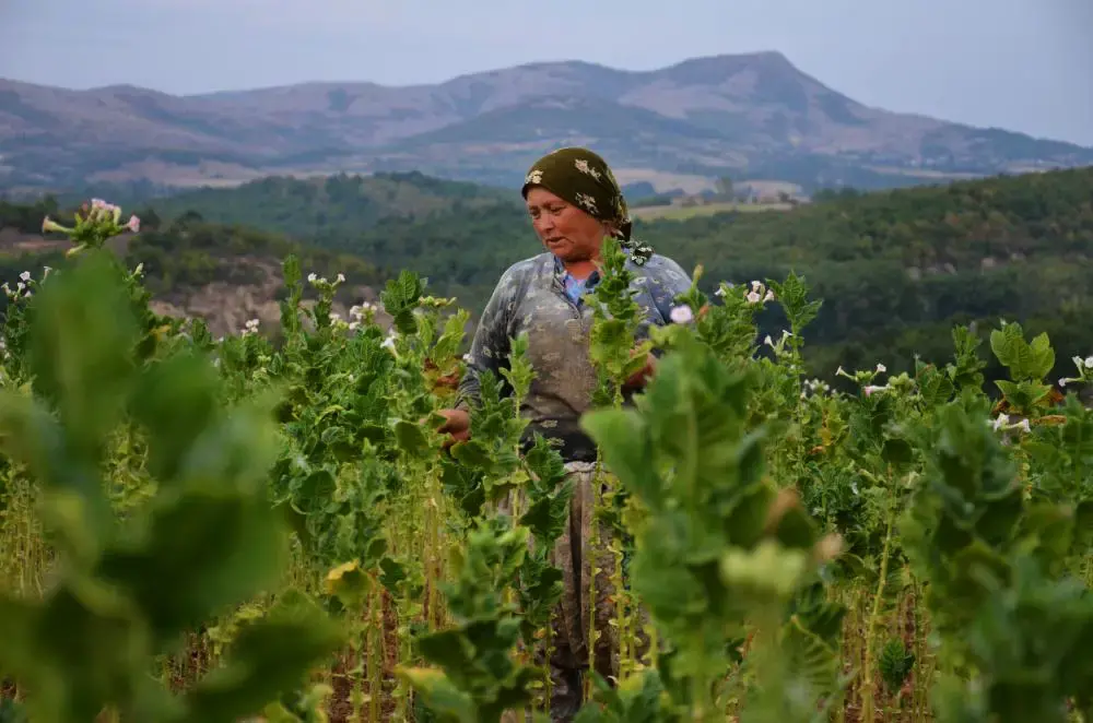 Image by Dimiter Kenarov. Bulgaria, 2011.