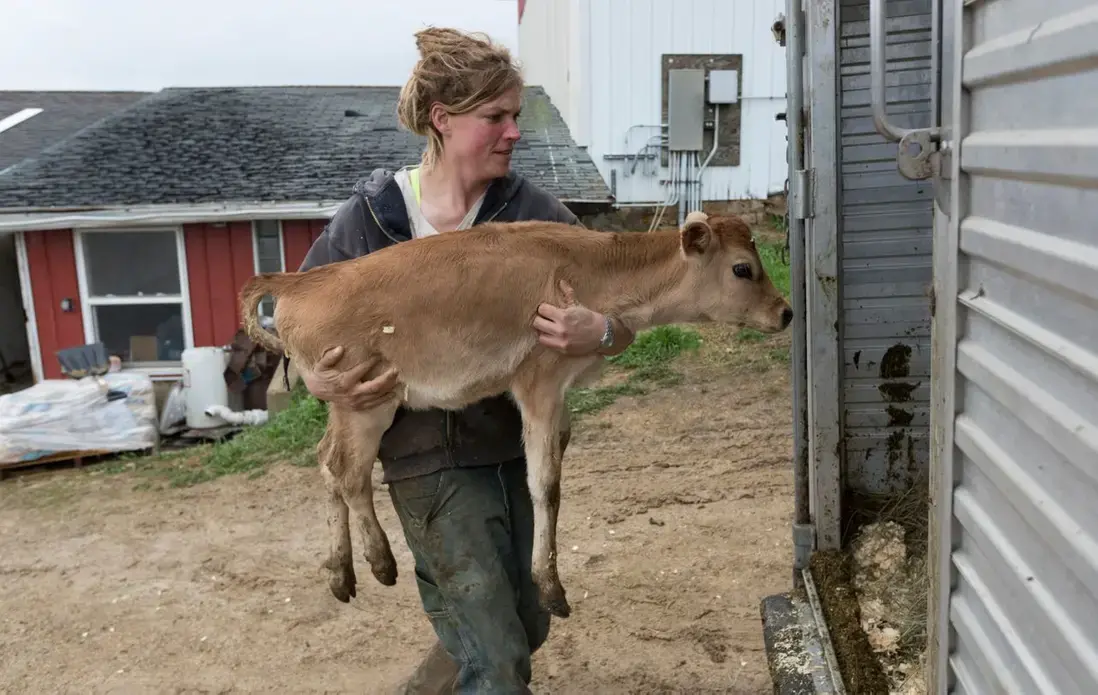 Emily Harris carries a calf from her barn onto a truck May 6 on the small organic dairy farm she owns with her wife, Brandi, in Monroe. They sold most of their 40-cow herd to farms in Indiana and New York. Image by Mark Hoffman. United States, 2019.