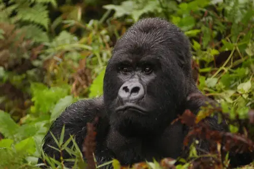 Parc National des Volcans - Rwanda, Kinigi