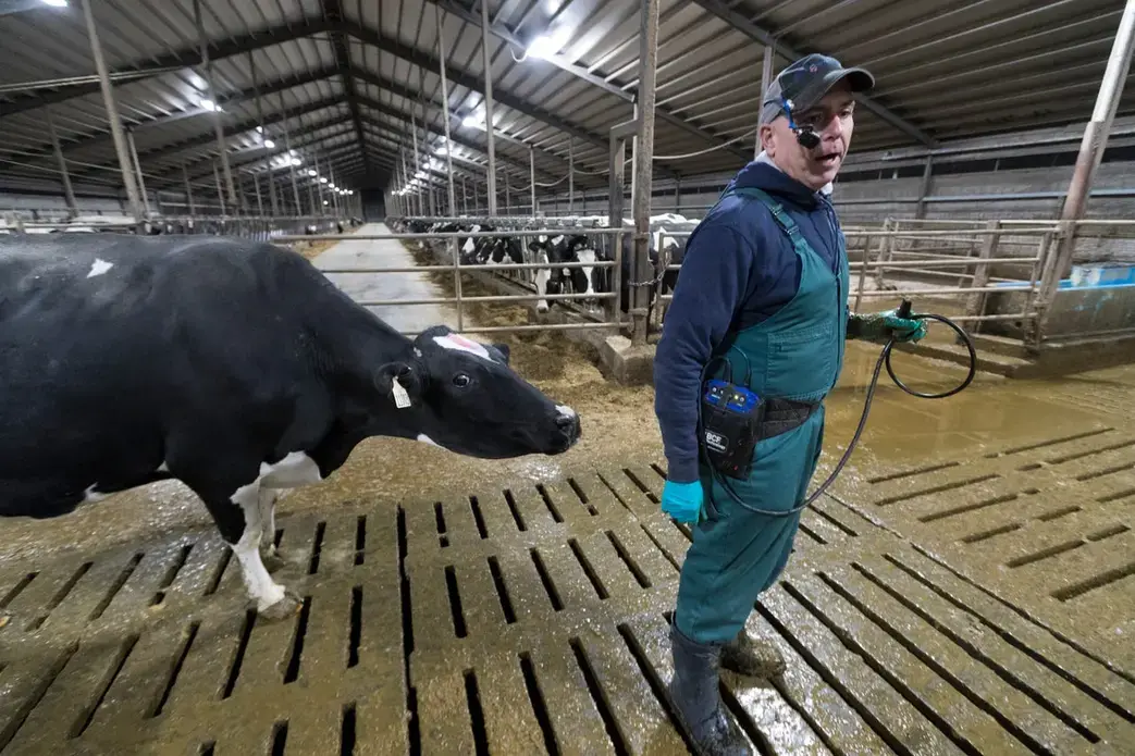 A cow follows veterinarian Jeff Bleck while he performs fertility checks Oct. 30 at Drake Dairy Inc. in Elkhart Lake. Image by Mark Hoffman. United States, 2019.