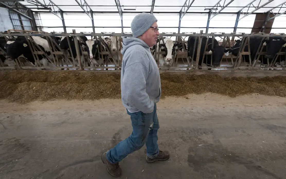 Hans Breitenmoser Jr. walks past some of his herd on his farm in Merrill. The son of Swiss immigrants milks about 350 dairy cows. Image by Mark Hoffman. United States, 2019.