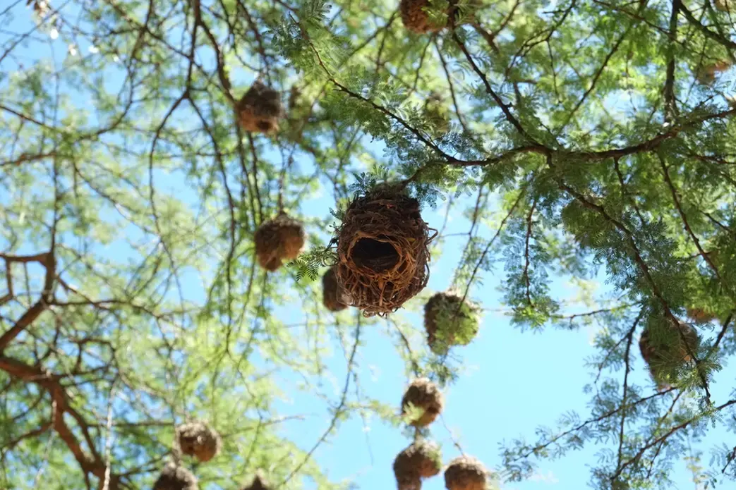 A tree full of weaver bird nests—a common sight in Akagera. Male weaver birds craft these intricate homes to attract females and raise their young. Image by Elham Shabahat. Rwanda, 2017. 