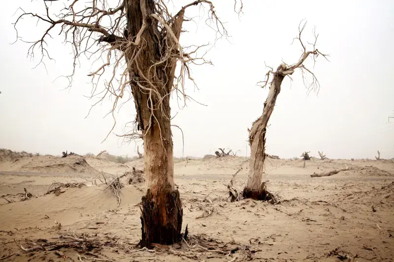 Dead poplar trees stand on the fringes of the Taklamakan desert. As the desert moves, whole swathes of trees can be eaten by the sand, reducing areas to forest graveyards. Xinjiang Uygur Autonomous Region. Image by Sean Gallagher. China, 2009. Media file: 6a00d834520a2e69e201156f8af240970c-800wi.jpg
