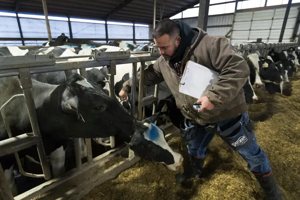 Omar Guerrero vaccinates a cow at Drake Dairy in Elkhart Lake. Image by Mark Hoffman. United States, 2019.