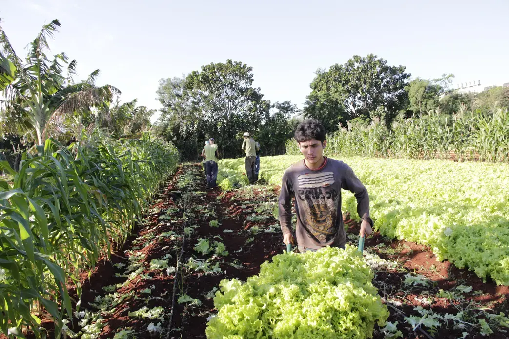 Workers harvest lettuce and sell it fresh in a market just outside the gates of OVA. Tourists who pay to visit the farm are treated to huge, hearty buffets with leafy salads grown on the fields. Image by Kassondra Cloos. Cuba, 2013. Media file: Cloos8.JPG