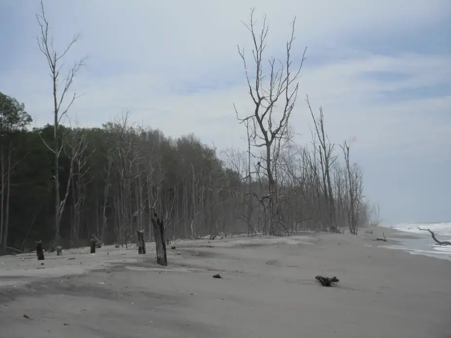 The dead skeletons of mangrove trees jut from the encroaching sand, pushed forward at a rate of about 45 yards a year by the rising Pacific Ocean. Image by Simeon Tegel. El Salvador, 2012. Media file: El-Salvador-Mangrove-treees.JPG