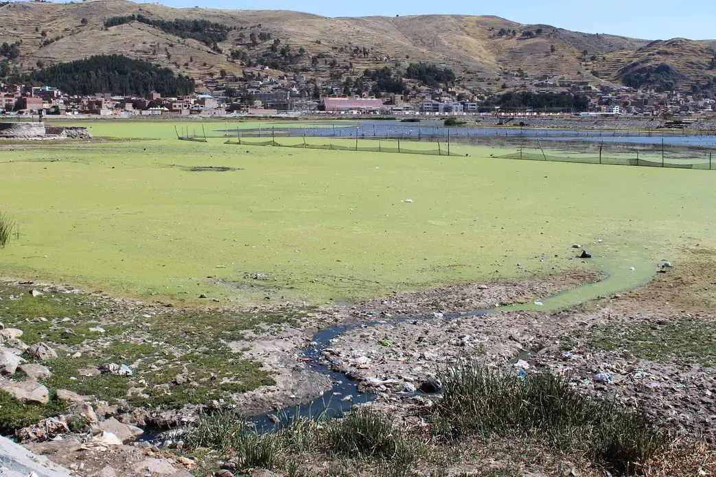Algae grows on the surface of Lake Titicaca near Puno, Peru. Image by Sara Shahriari. Peru, 2012. Media file: IMG_1432.JPG