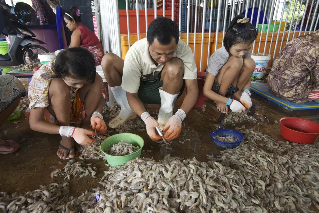 A family sorts shrimp at an open-air distribution center in Mahachai, the capital of Thailand’s Samut Sakhon province. Labor abuse is most common in unregistered peeling sheds that line area backroads. Image by Jason Motlagh. Thailand, 2012. Media file: IMG_7572.jpg