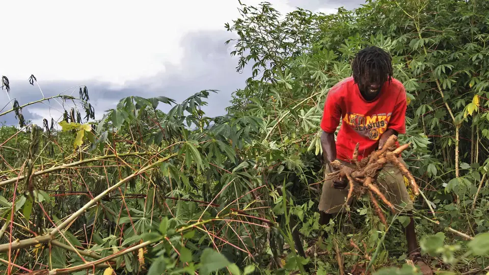 Media file: Jamaica.jpg