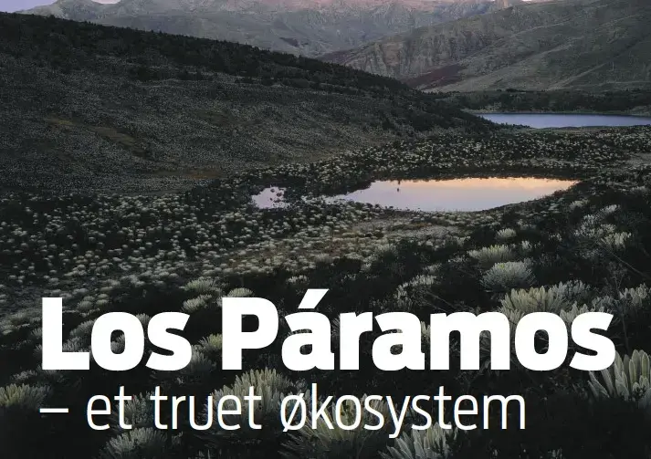 Picture from Gravgaard's article, "Los Paramos, an Eco System in Peril." In Danish newspaper Jyllands-Posten, 2010 Media file: LosParamos_9456.jpg