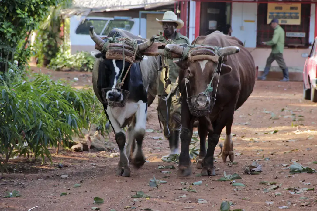 At Organoponico Vivero Alamar in Havana, Cuba, a farm worker follows behind a team of oxen as they traverse the red dirt road that runs through the main part of the farm. Oxen are still used as the main source of labor for activities like hauling and plowing, just one of many old-fashioned, organic and sustainable practices used at the farm. Image by Rachel Southmayd. Havana, Cuba, 2013. Media file: OverviewPhoto.jpg
