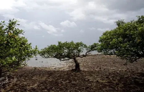 Since the end of World War Two, the world has lost approximately 50% of its mangroves. A few pockets remain in protected areas, such as those in the southern Chinese city of Zhanjiang in Guangdong province. Image by Sean Gallagher, China, 2010. Media file: SeanGallagher_Wetlands.jpg