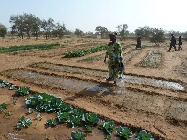 Women plant and take care of a dozen different vegetables in their gardens. Image by Bobby Bascomb. Senegal, 2012. Media file: TOPgreat green wall garden.jpg