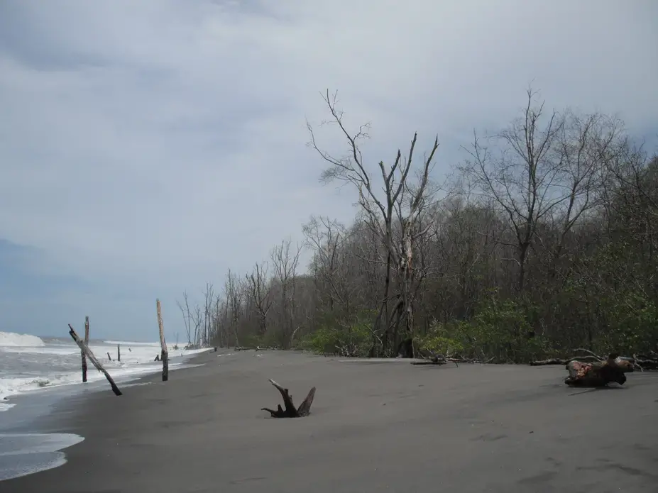 Media file: Tocones son lo que quedan de los manglares cuando ya llegan las olas del Pacifico.JPG