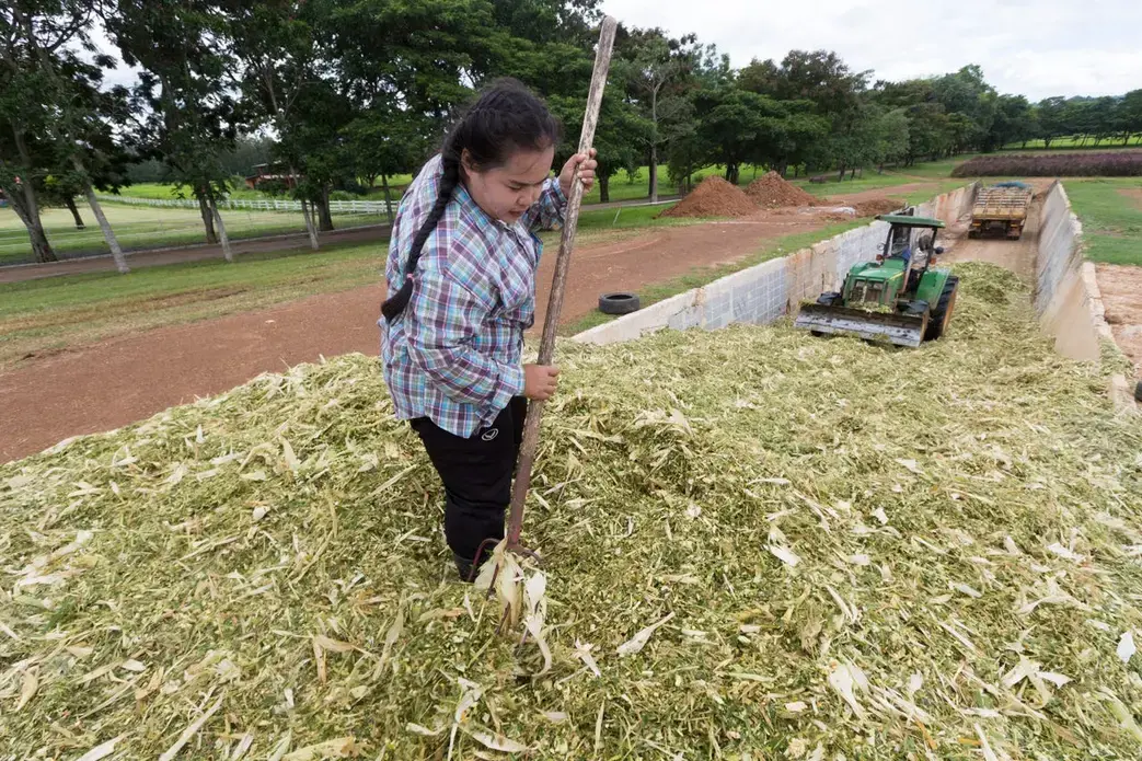Silage is placed in a bunker at Farm Chokchai in Pak Chong, Thailand. Farm Chokchai is one of the larger dairy producers in Thailand. The operation in Pak Chong places an emphasis on agritourism. Image by Mark Hoffman. Thailand, 2019. 