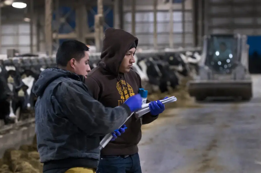 Workers take care of dairy cattle at Drake Dairy Inc. in Elkhart Lake. Image by Mark Hoffman. United States, 2019.