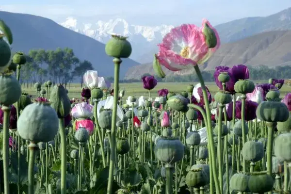 afghanistan_poppy.preview.jpg Media file: afghanistan_poppy.preview.jpg