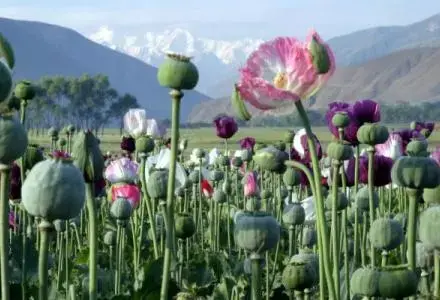 afghanistan_poppy.preview.jpg Media file: afghanistan_poppy.preview.jpg