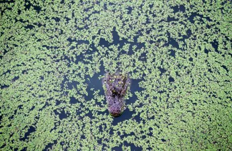 CHINA. A Chinese Alligator (Alligator sinensis) in the Anhui Research Center of Chinese Alligator Reproduction. 2010