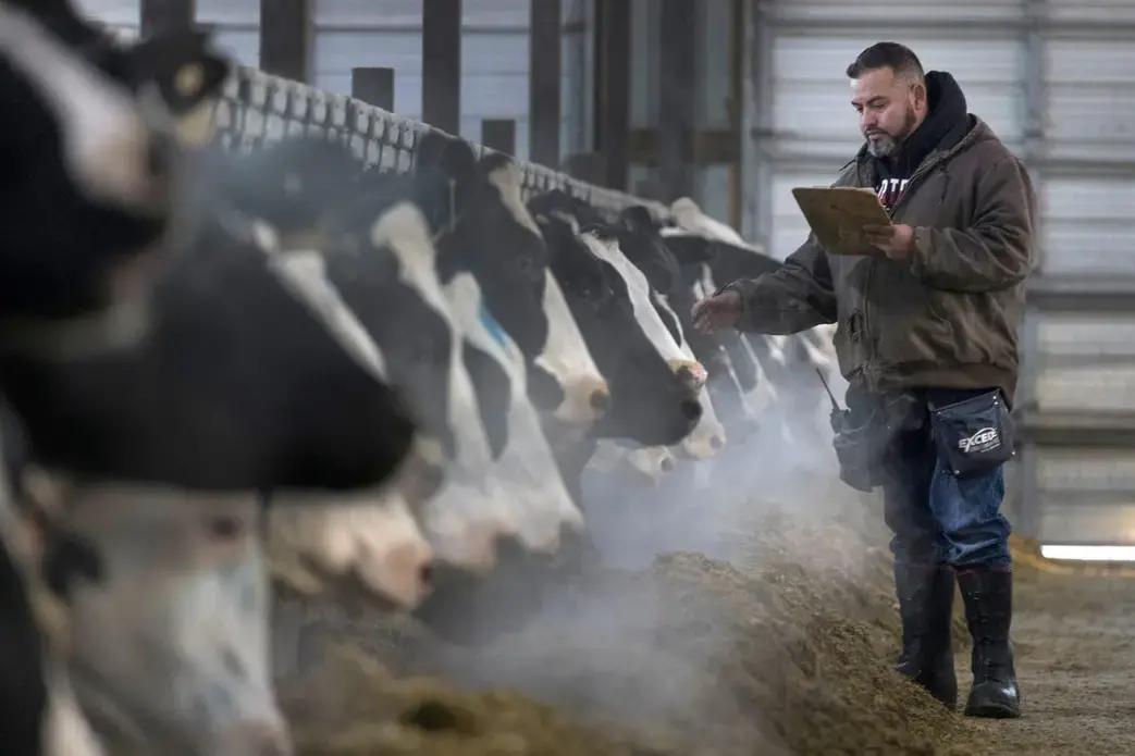 Omar Guerrero assists a veterinarian performing fertility checks at Drake Dairy Inc. in Elkhart Lake. Image by Mark Hoffman. United States, 2019.