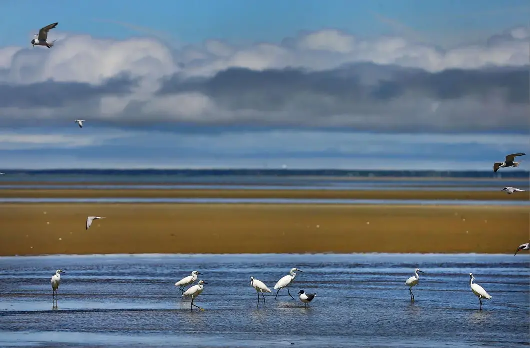 Birds congregated on Brewster Flats at low tide. Image by John Tlumacki. United States, 2019.