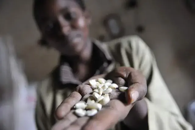 Agnes Mdunge, 19, a clerk at a store in Machakos, holds corn kernels. Image by Riccardo Gangale for the Des Moines Register. Kenya, 2010. Media file: bilde-1.jpg