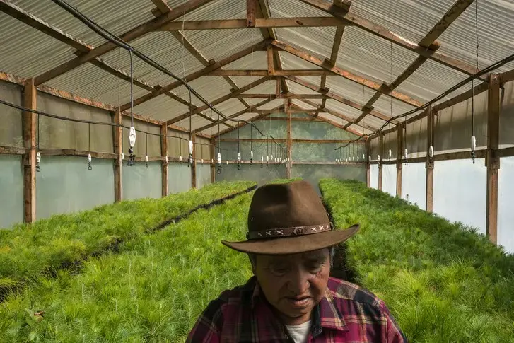 Agustín Par, seventy-five, is in charge of a greenhouse of tree saplings outside the city of Totonicapán. Image by Mauricio Lima. Guatemala, 2019.