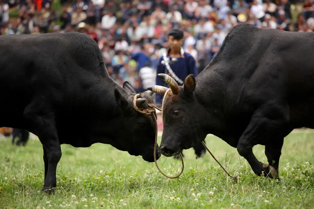 Bulls fight during Torch Festival celebrations in Liangshan prefecture, Sichuan province. Image by Max Duncan. China, 2016.