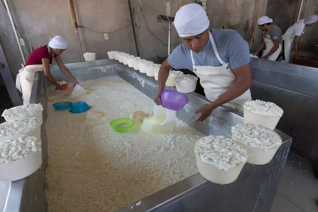 Workers fill tubs with fresh curds at a small dairy plant owned by Alvaro Gonzalez and his brother in Tizayuca, Mexico. The business employs 15 people who make cream and yogurt. Image by Mark Hoffman. Mexico, 2019.
