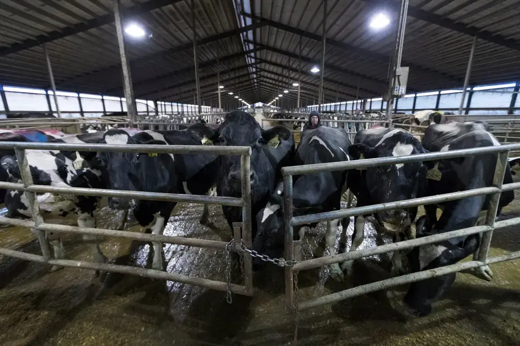 Dairy cows are shown between milking at Drake Dairy Inc. in Elkhart Lake. Image by Mark Hoffman. United States, 2019.