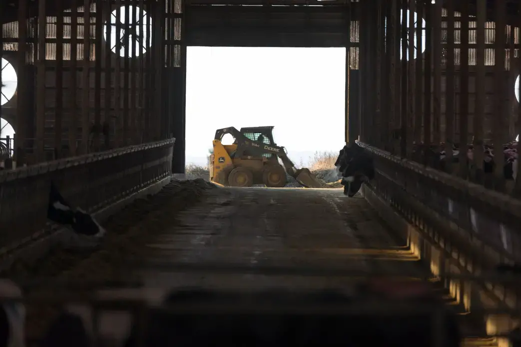 A skid loader moves feed at Drake Dairy Inc. in Elkhart Lake. Image by Mark Hoffman. United States, 2019.