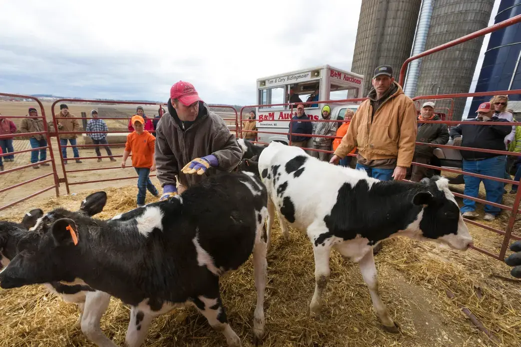 Cory Bidlingmaier, left, and Robert 'Stretch' Hull maneuver calves in a pen during an auction. Image by Mark Hoffman. United States, 2019.