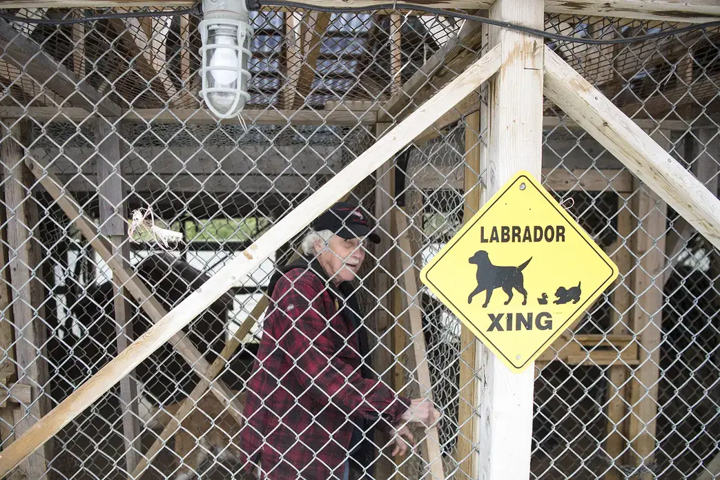 Learning checks on the dogs in his kennel at his home in Happy Valley-Goose Bay on Nov. 6, 2019. Image by Michael G. Seamans. Canada, 2019.