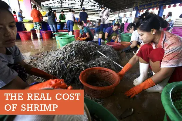Burmese migrant women sort shrimp at an open-air distribution center in Mahachai, the capital of Samut Sakhon province on August 18, 2012. Labor abuse is most common in the unregistered peeling sheds that line area backroads. Image by Jason Motlagh. Thailand, 2012. Media file: cheap-shrimp.jpg