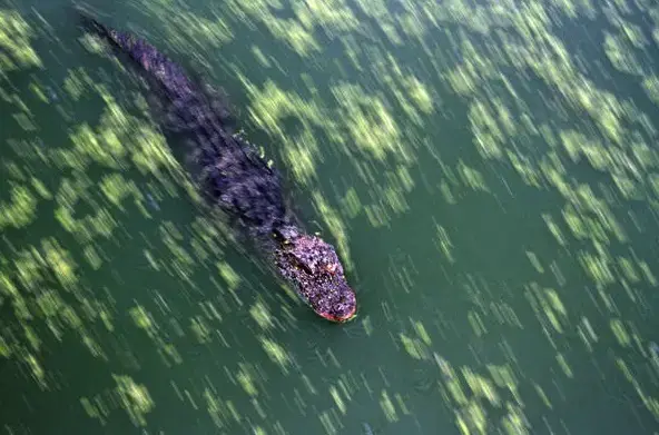 The Chinese Alligator. Image by Sean Gallagher. China, 2010. The Chinese Alligator