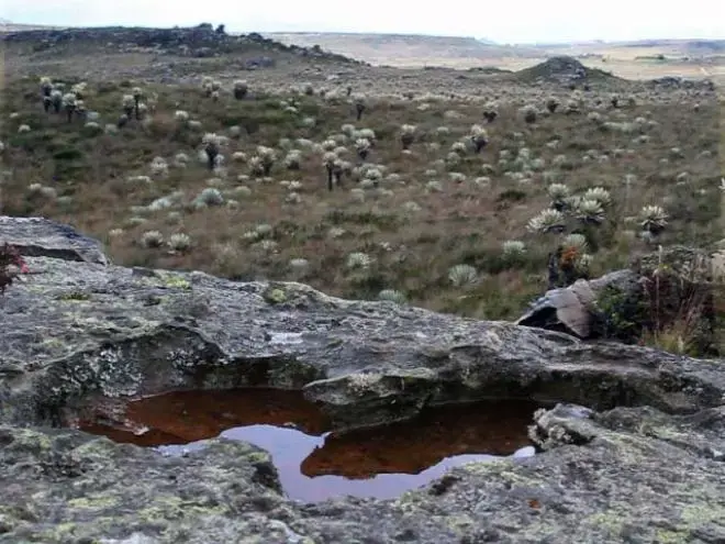 Páramos like Rabanal are a unique and fragile ecosystem of the Andes. Sometimes described as “water factories,” they capture water in the rainy season and release it during the dry season, providing drinking water for millions of people. Image by Anna-Katarina Gravgaard. Colombia, 2011.