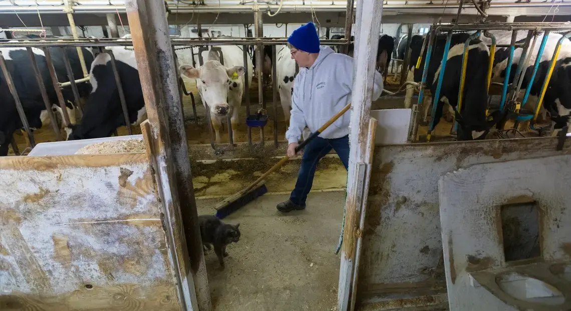 Annette Trescher sweeps around a barn cat while doing morning chores on her family's farm in Cashton. Image by Mark Hoffman. United States, 2019.
