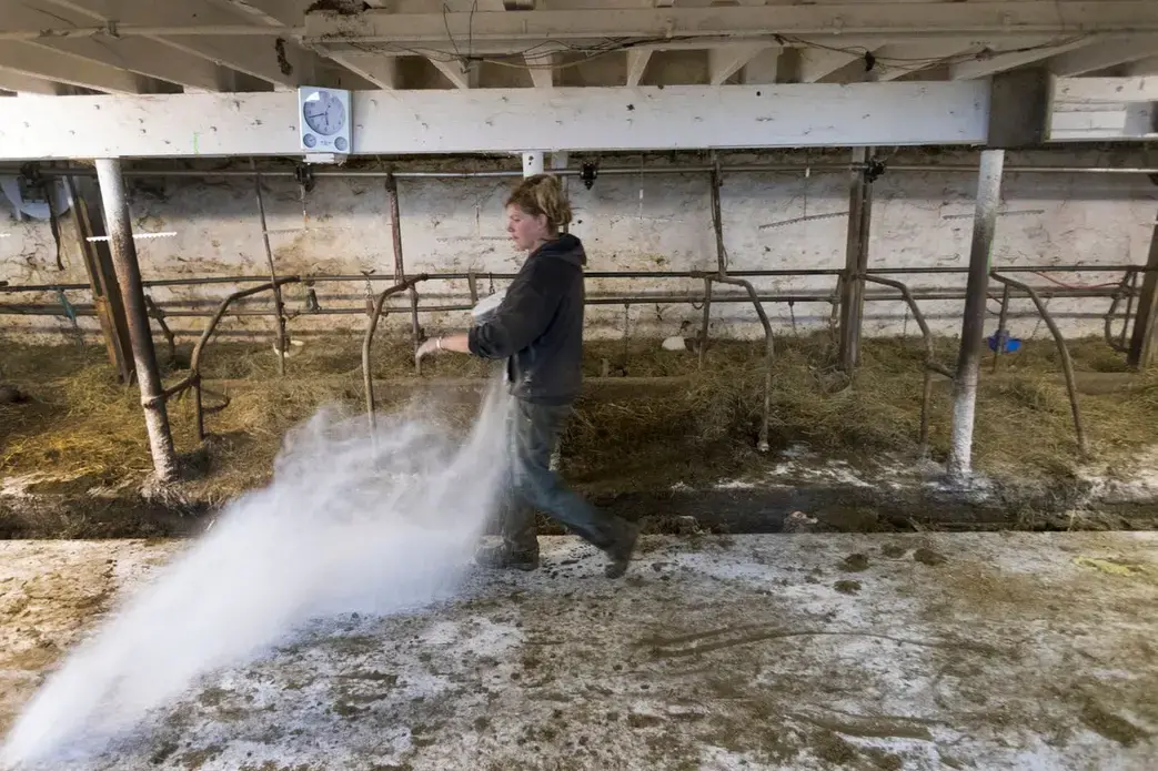 Emily Harris tosses lime in her barn after her herd was loaded onto a trailer at Wylymar Farms, the small organic dairy farm she owns with her wife, Brandi, in Monroe. Image by Mark Hoffman. United States, 2019.