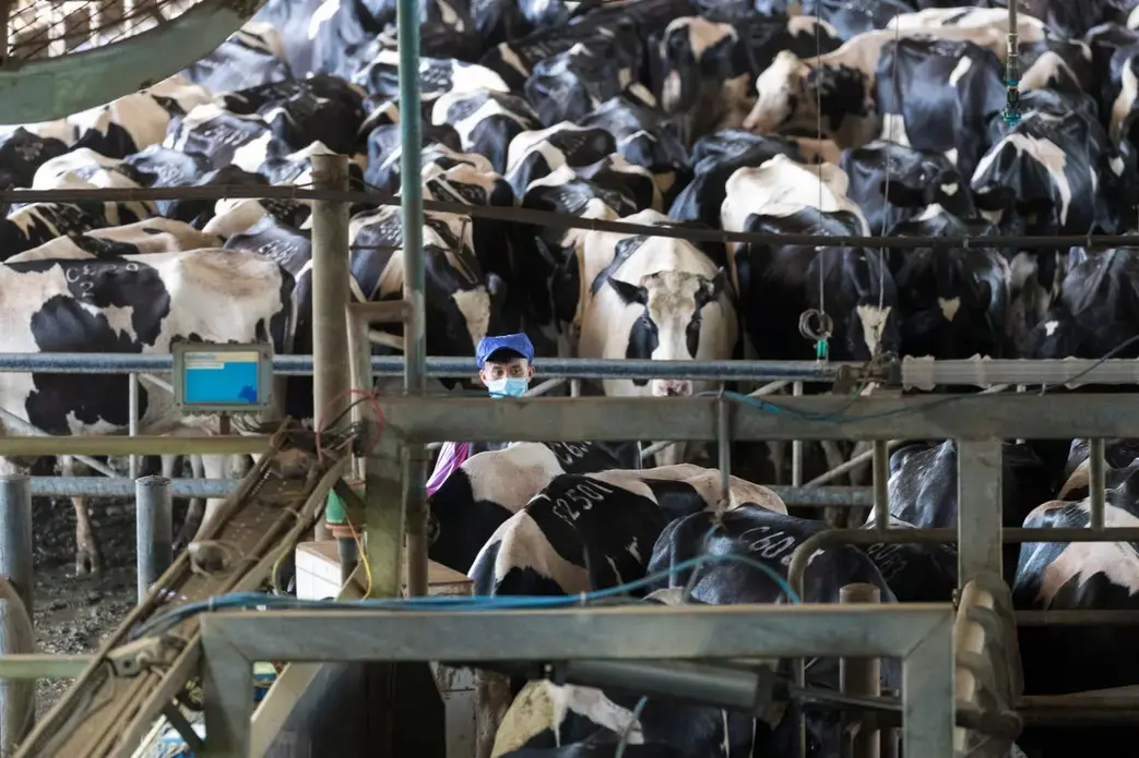 Conventionally raised cows are moved for milking on one side of a giant open barn at TH Milk's operations in Nghia Son, Vietnam. The cows are milked three times daily. An identical operation is on the other side of the barn. Vietnam, 2019. 