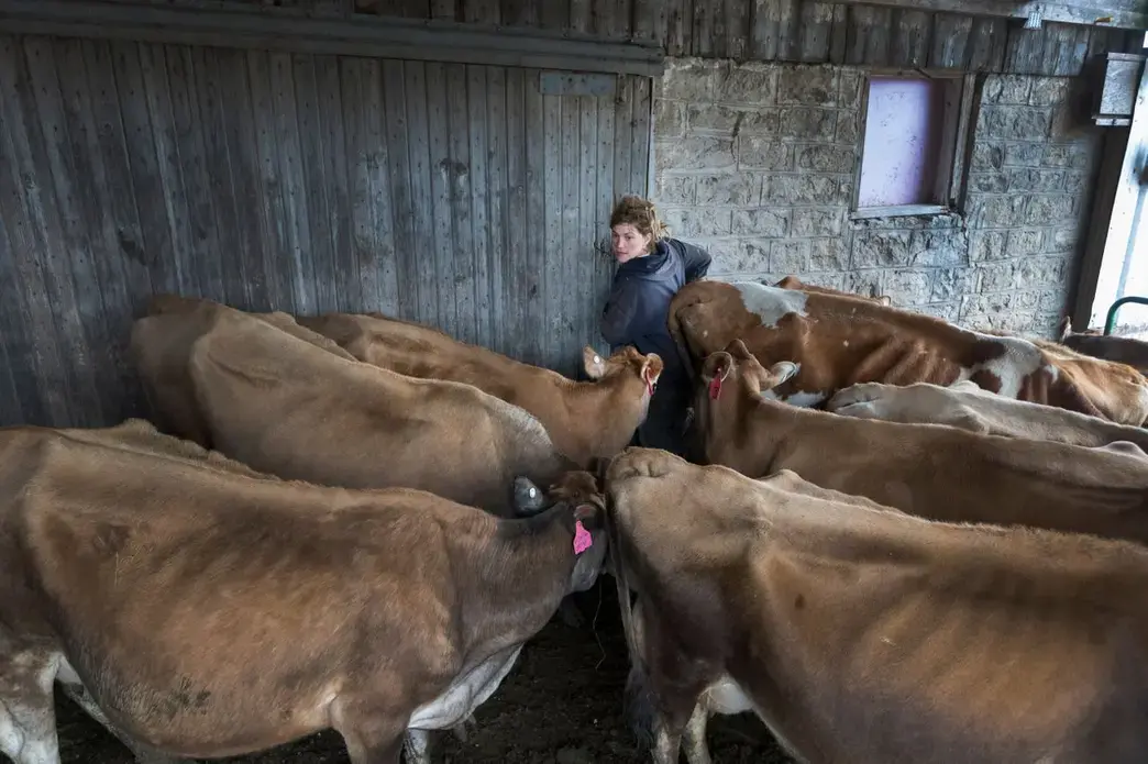 Emily Harris closes the door after emptying the barn of adult cows so they can be loaded onto a trailer. Image by Mark Hoffman. United States, 2019.